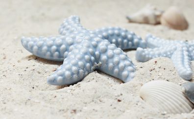 Starfish, shell, sand