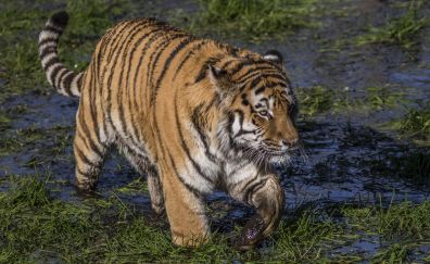 Tiger walk, mud, predator, wild animal