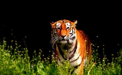 Tiger walk, big cat, animal