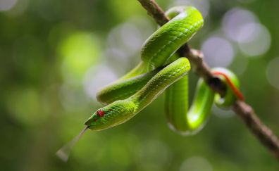 Green snake reptile