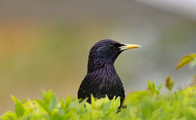 Starling bird, muzzle, leaves