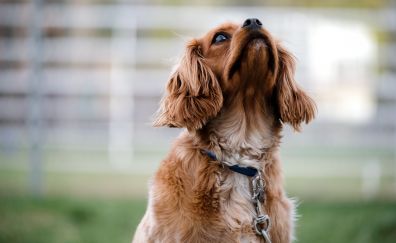 Dog, muzzle, collar, looking up