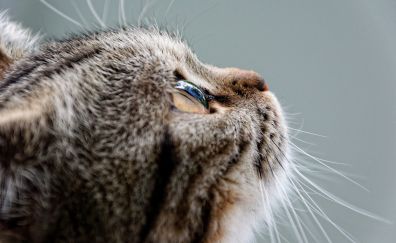 Cat, animal, looking up, eyes, fur, muzzle