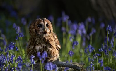 Cute owl, bird, flowers, plants