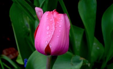 Pink tulip, flower bud, close up, drops