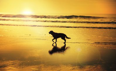 Dog, horizon, sunset, beach, sea, nature