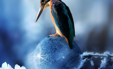 Kingfisher bird, spring, snow frost