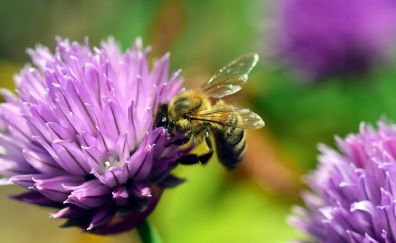 Chives blossom, pollination, bee, insect