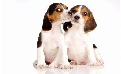 Beagle, dog, puppies, play