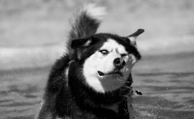 Siberian husky dog splashing