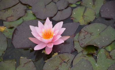 Water lily, pink flower, leaves, pond
