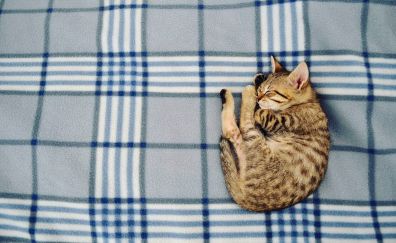 Cat, sleeping, bed