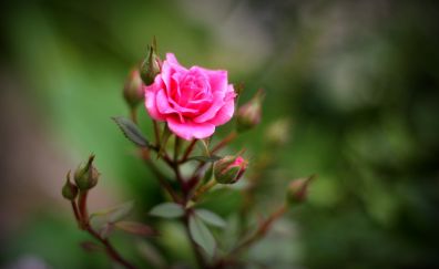 Rose, flower, plants, blur