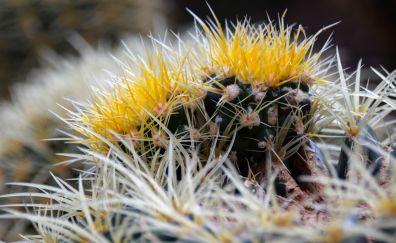 Cactus thorns flowers closeup