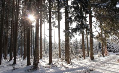 Winter, sunlight, forest, tree