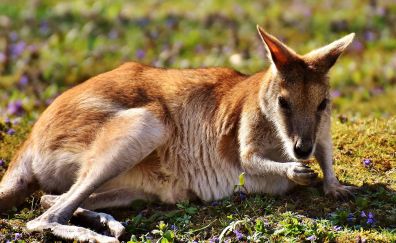 Kangaroo, grass field, wild animal, eating