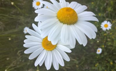 White daisy, flowers, close up