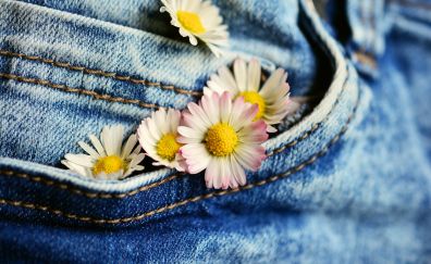 Pocket, daisy, jeans, flowers