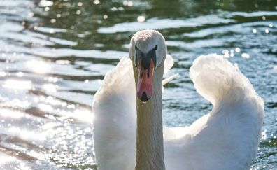 Swan bird, lake, swim
