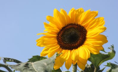 Sunflower, flower, nature