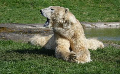 Polar bear, open mouth, sitting