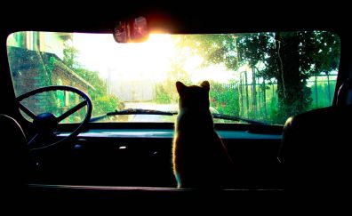Cat in car