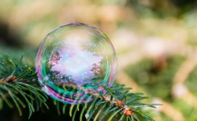 Bubble, close up, tree, leaves