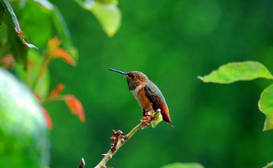Cute, small hummingbird, sitting