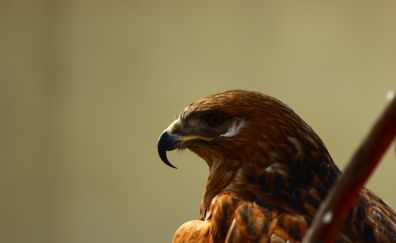 Hawk bird, muzzle, predator