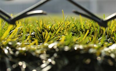 Grass, morning, close up