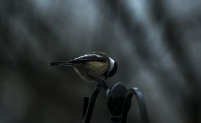 Titmouse bird, sitting