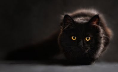 Black furry cat sitting