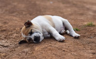Dog, pet animal, sleep, relaxed, rest