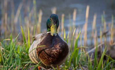 Colorful duck, Mallard, bird, grass