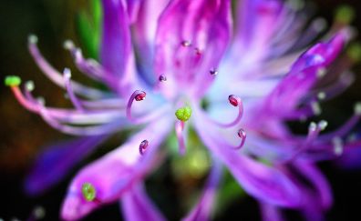Pollen, close up, purple flower
