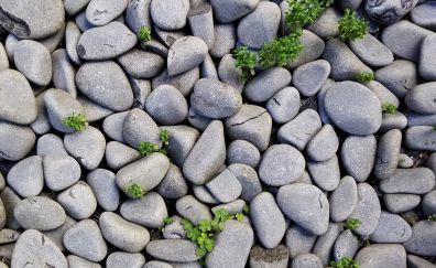 Rocks, stones, small plants