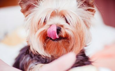 Yorkshire Terrier dog muzzle, licked