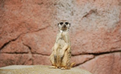 Meerkat, sitting, wild animal