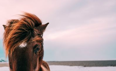 Horse muzzle, brown animal, beach