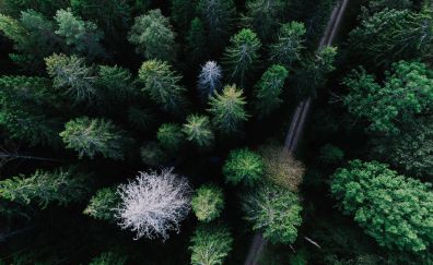 Forest, trees, aerial view, dirt road