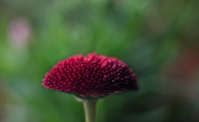 Daisy flower, close up, blur