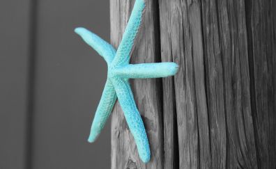Blue Starfish, fish, close up
