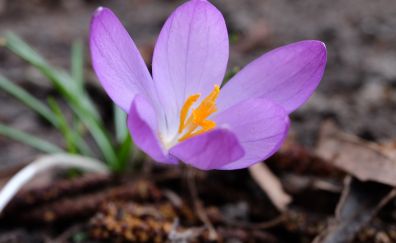 Spring, purple flower, leaves