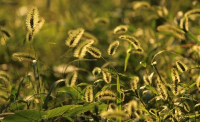 Grass threads, plants, sunlight, meadow
