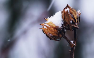 Snow, winter, dried flowers