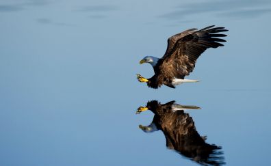 Bald eagle hunting