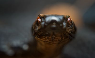 Snake muzzle, close up, reptile