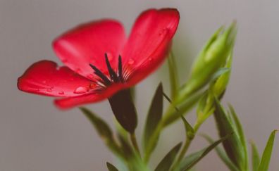 Red flower, close up, drops