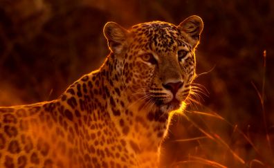 Leopard, predator, spotted animal