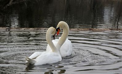 Swan couple, white birds